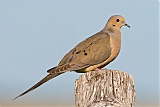 Mourning Dove