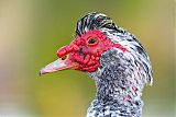 Muscovy Duckborder=