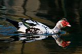 Muscovy Duckborder=