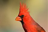 Northern Cardinal