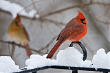 Northern Cardinalborder=