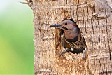 Northern Flicker