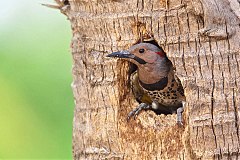 Northern Flicker