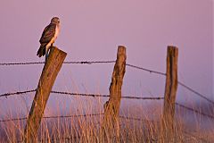 Northern Harrier