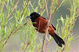 Orchard Orioleborder=