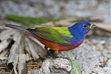 Painted Bunting