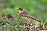 Palm Warbler