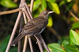 Pearly-eyed Thrasher