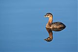 Pied-billed Grebe