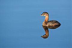 Pied-billed Grebe