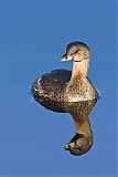 Pied-billed Grebeborder=