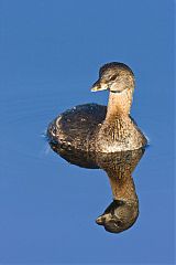 Pied-billed Grebe