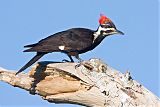 Pileated Woodpeckerborder=