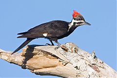 Pileated Woodpecker