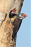 Pileated Woodpeckerborder=