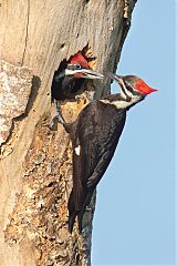 Pileated Woodpecker