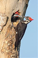 Pileated Woodpecker