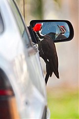 Pileated Woodpecker