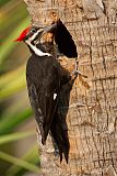 Pileated Woodpecker