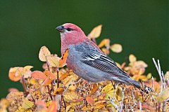 Pine Grosbeak