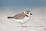 Piping Plover