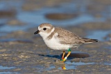 Piping Plover