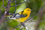 Prothonotary Warbler