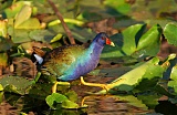 Purple Gallinuleborder=