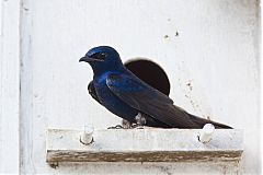 Purple Martin