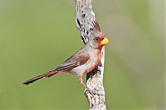 Pyrrhuloxia