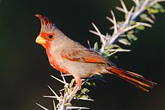 Pyrrhuloxia