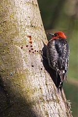 Red-breasted Sapsucker