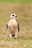 Red-shouldered Hawk