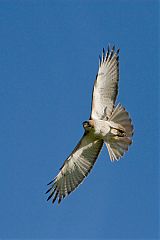 Red-tailed Hawk