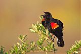 Red-winged Blackbirdborder=