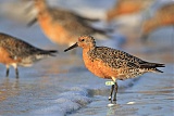 Red Knot