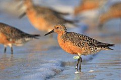 Red Knot