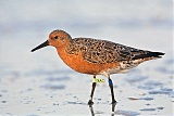 Red Knot