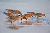 Red Knot