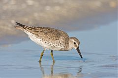 Red Knot