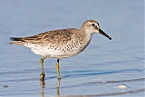 Red Knot