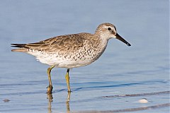 Red Knot