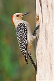 Red-bellied Woodpecker