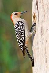 Red-bellied Woodpecker