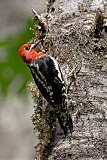 Red-breasted Sapsucker