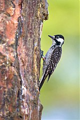 Red-cockaded Woodpecker