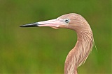 Reddish Egretborder=