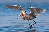 Reddish Egretborder=