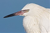 Reddish Egretborder=