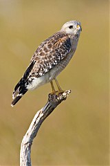 Red-shouldered Hawk